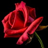 Rosenrot